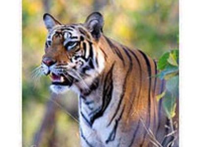 Call Of Wild Package