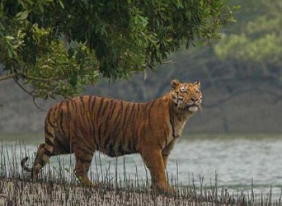 Royal Heritage of Bengal Tour