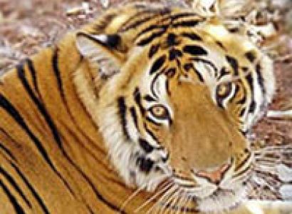 Bharatpur & Jaipur 6D/5N Budget Travel Package