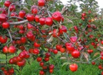 Jewels of Himachal : Honeymoon Special Tour