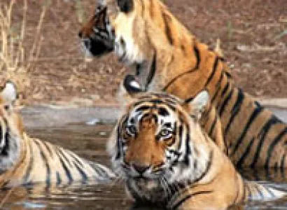 Rajasthan Wild Life Tour