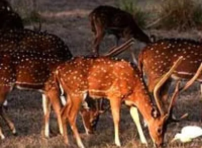 Wild Life Tour in Madhya Pradesh