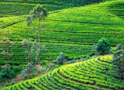 Srilanka Tour Package