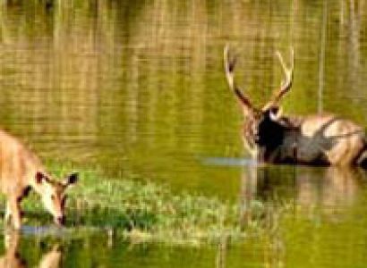 Wildlife Sanctuary Parks and Cultural Tour