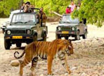North India Wildlife Tour