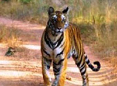 Golden Triangle + Ranthambore Tour
