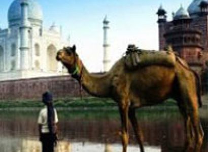Golden Triangle + Camel Safari Tour