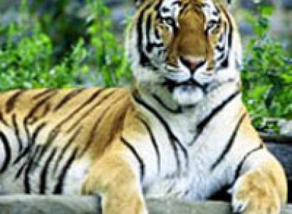 Land Of Tigers Wildlife Tour