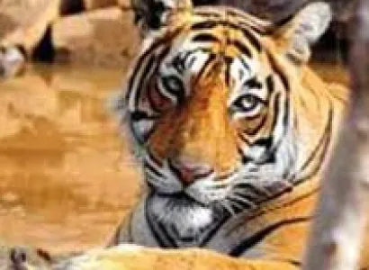Jaipur - Ranthambore 2N 3D Tour