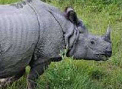 Jaldapara - Lataguri Tour