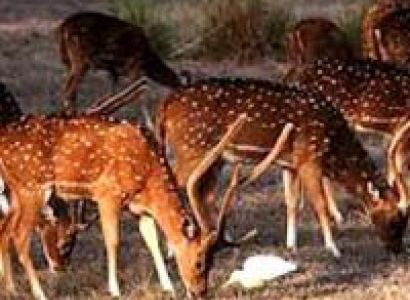 3 Days Kanha Tour Package