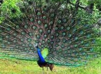 Khajuraho With Tiger Tour