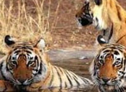 Kanha Bandhavgarh Tour