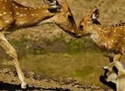 Tiger Tour With Mumbai