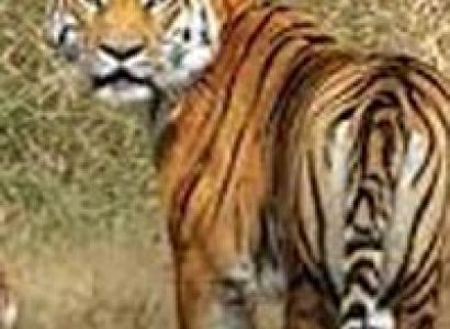 Nagpur to Pench National Park Weekend Tour