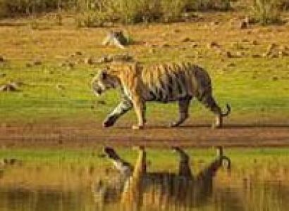 Tadoba Tour From Nagpur