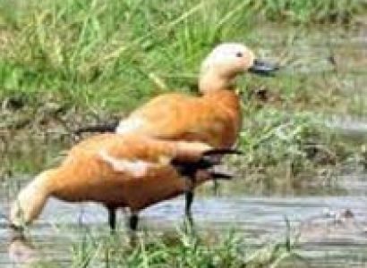 Kanha Tour From Nagpur