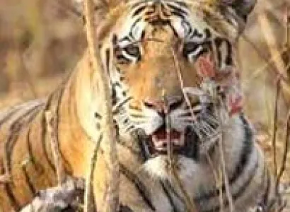 Nagzira Tour From Nagpur