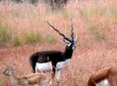 Saputara Tour From Nagpur