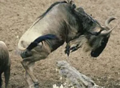 Kenya-tanzania Safari Tour