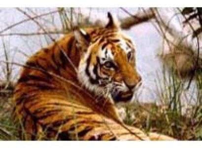 Jim Corbett National Park