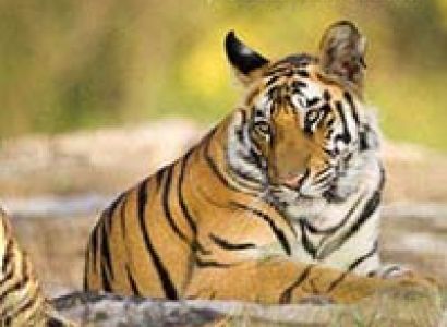 Dudhwa National Park Excursion Trip