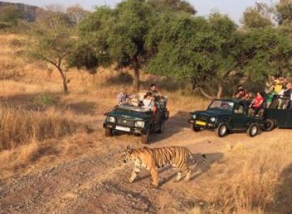 Ranthambore Jungle Safari Tour