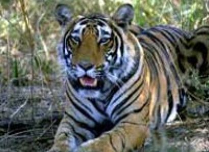 Ranthambore Wildlife Tour