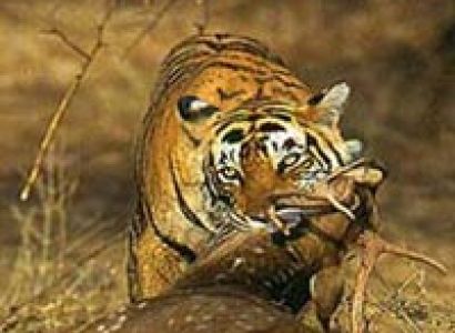 Nainital Tour Packages