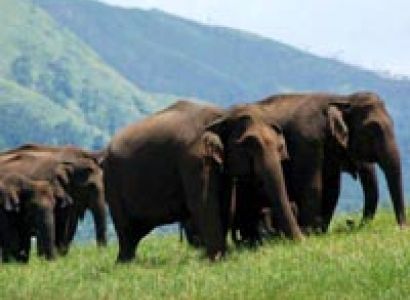 Cochin - Munnar - Thekkady - Alleppey - Kovalam - Trivandrum Tour