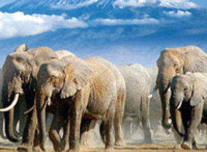 Amboseli National Park - 2 NIGHTS / 3 Days 