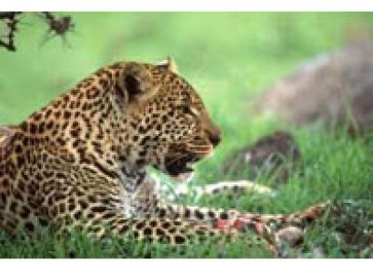 Aberdare National Park