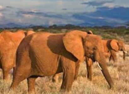 Samburu National Reserve