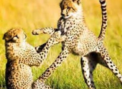 Maasai Mara National Reserve Tour