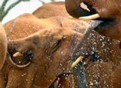 Tsavo East National Park