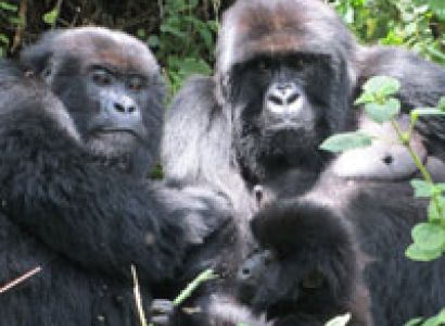 Rwanda - Burundi Wildlife Tour