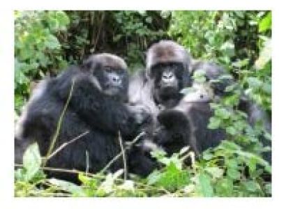 5Days/4 Nights Wildlife - African Primates Tour