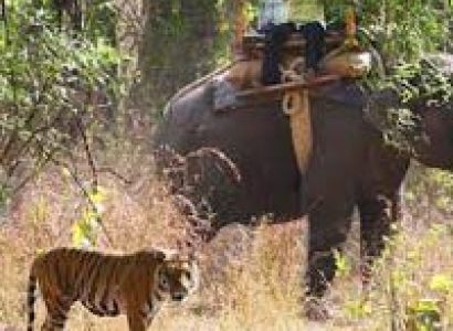 Short Escape to Bandhavgarh Tour