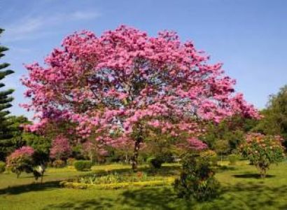 Bangalore Mysore Ooty Tour