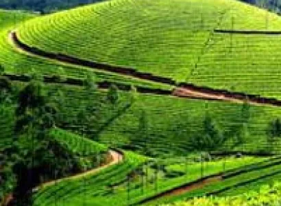 Bangalore to Munnar Tour