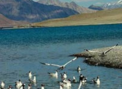 Pangong Lake Tour