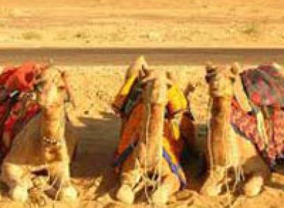 Rajasthan Camel Safari Tour
