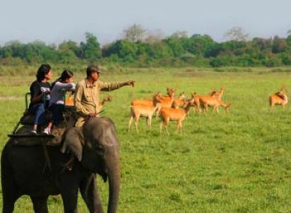 Kaziranga National Park, Manas National Park, Pabitora Wildlife Sanctuary Tour