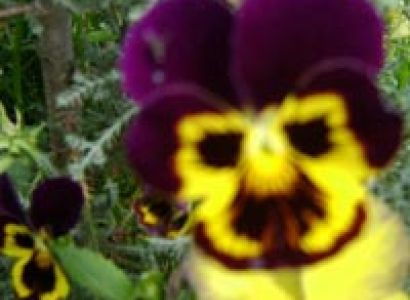 Marvelous Kashmir Tour