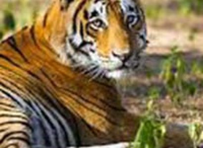 Jaipur with Wildlife Ranthambore Tour