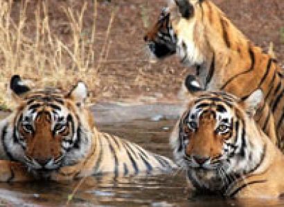 Ranikhet And Corbett National Park Tour Packages