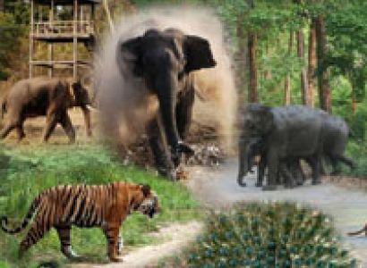Rajaji National Park Tour