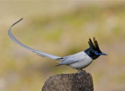 Rajasthan Wildlife Safari Tour