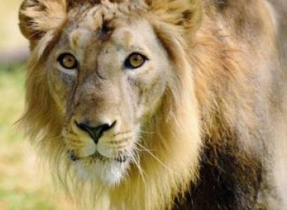 Sasan Gir and Somnath Tour