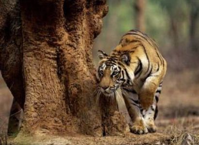Central India Wildlife Tour